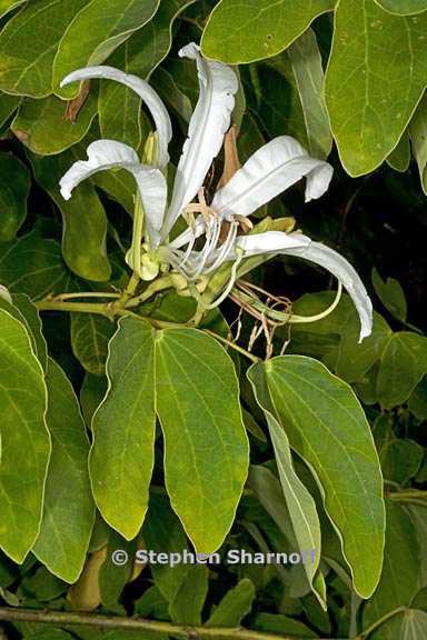 bauhinia forficata 4 graphic